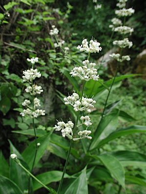 ���u�~���E�K