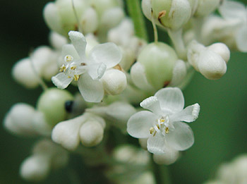 ���u�~���E�K