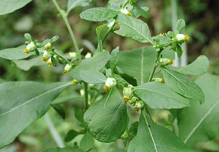 ���u�^�o�R