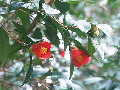 ���u�c�o�L