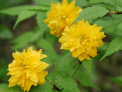 ���G���}�u�L