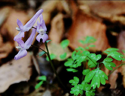 ���}�G���S�T�N