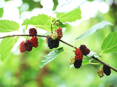 ���}�O��