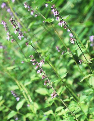 ���}�n�b�J