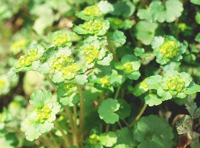 ���}�l�R�m���\�E