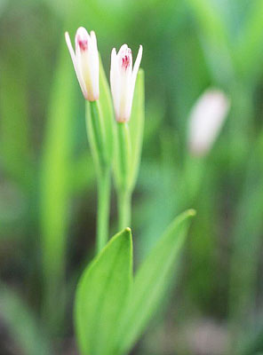 ���}�g�L�\�E