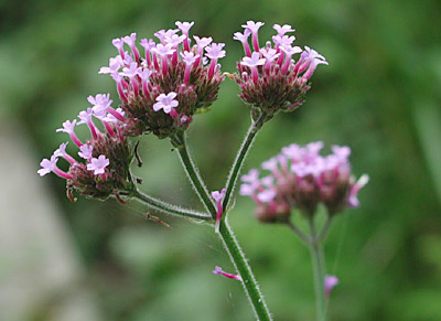 ���i�M�n�i�K�T