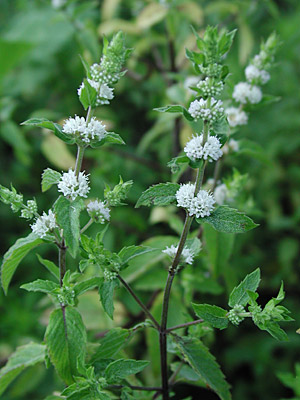 ���E�V���n�b�J