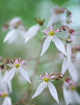 ���L�m�V�^