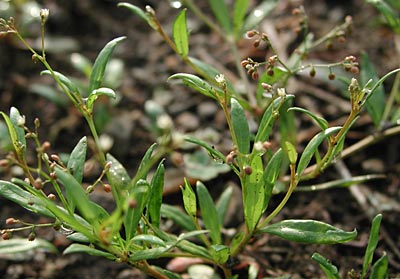 �U�N���\�E