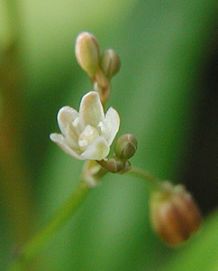 �U�N���\�E